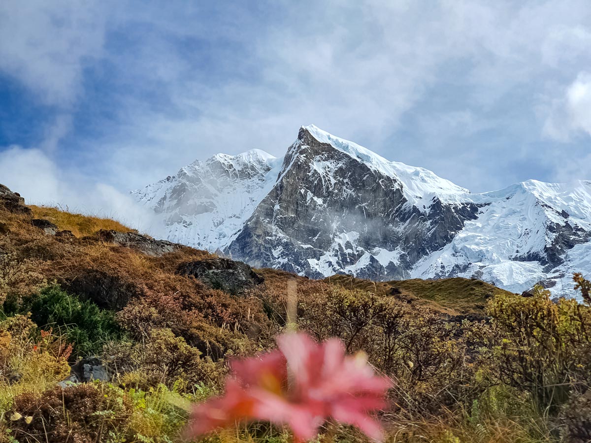 Beautiful mountain peak and wildflowers seen along Goecha La hiking trekking tour in India