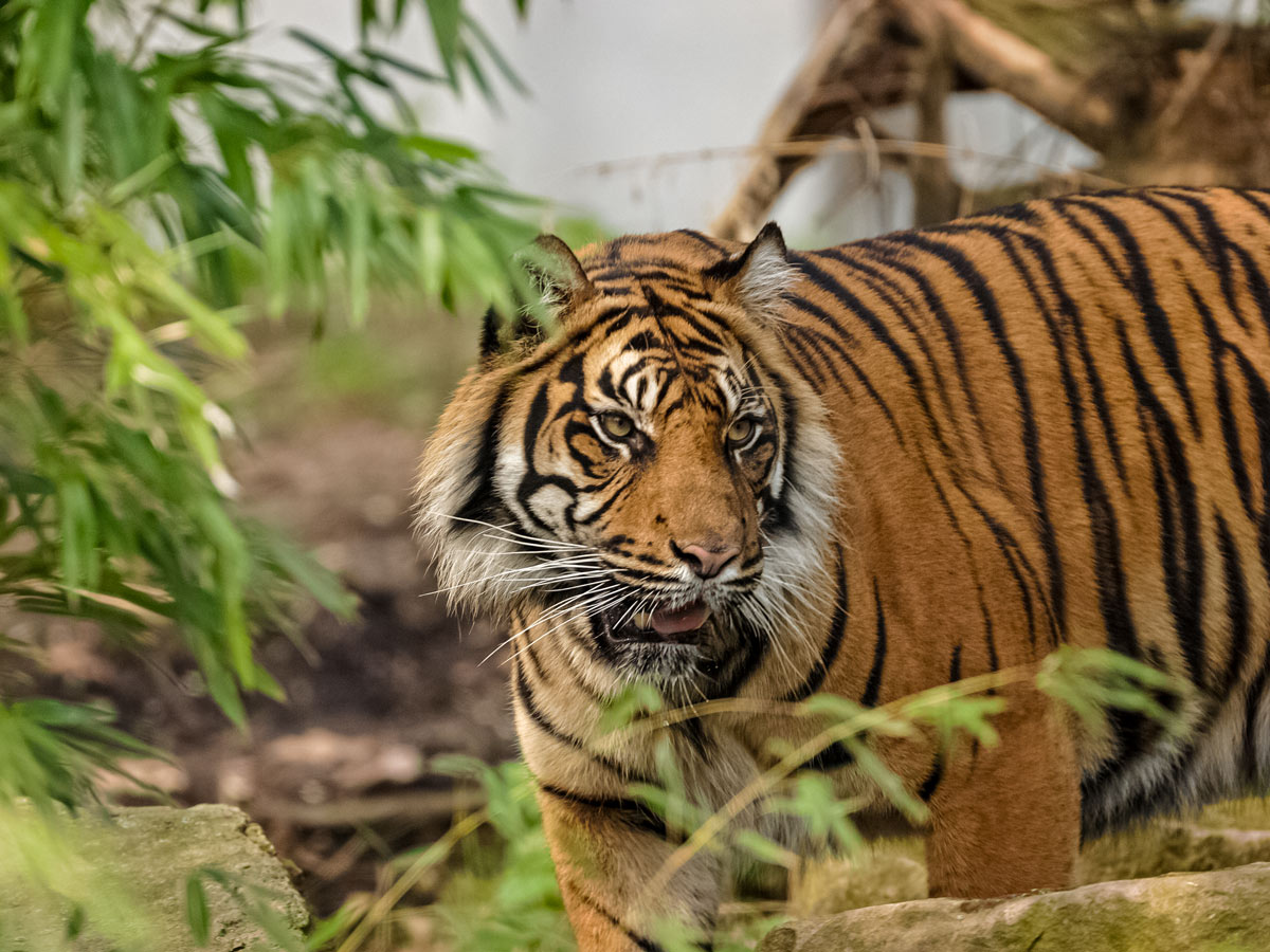 Stunning Bengal Tiger seen along tour of Himilayan region of India