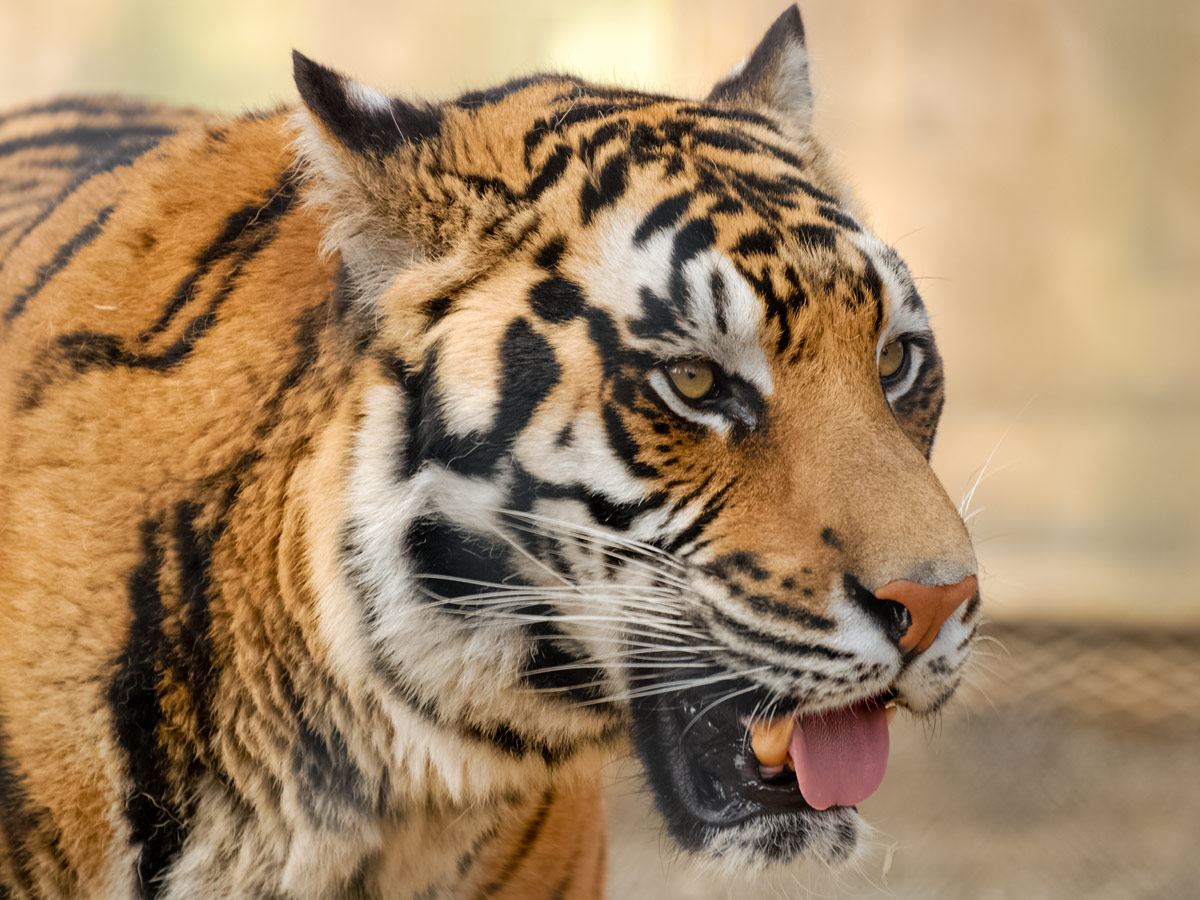 Amazing up close photo of Bengal Tiger showing teeth seen on tour near Himalayas in India