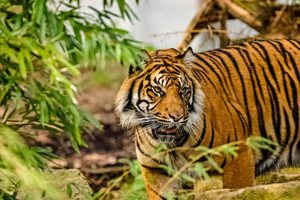 Himalayas and Tigers Safari Tour