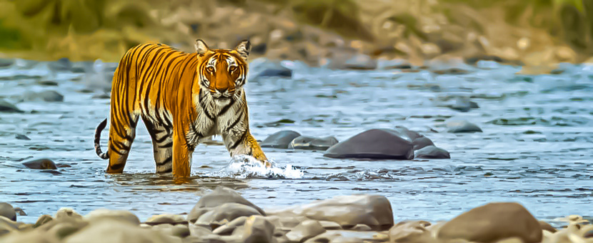 Himalayas and Tigers Safari Tour