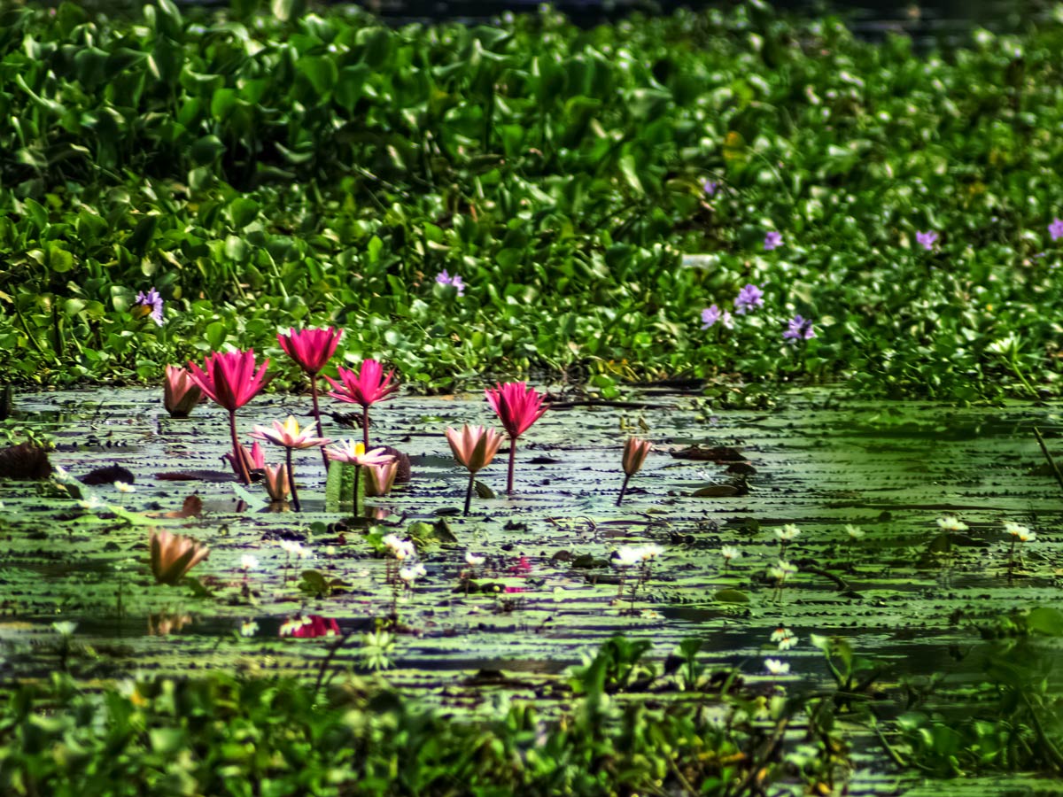 Water lillies lotus flowers in beautiful pond and foliage seen cycling Kerala India