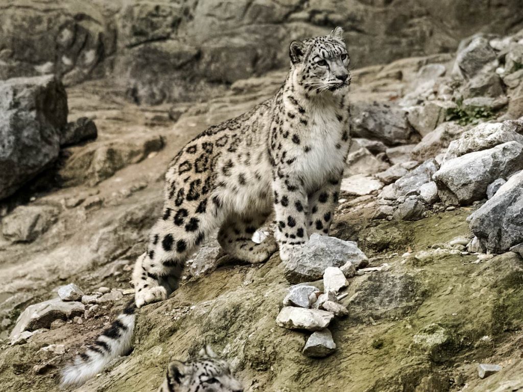 Snow Leopard and Tiger Trekking Safari Ladakh, India