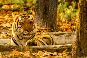 Snow Leopard and Tiger Trekking Safari