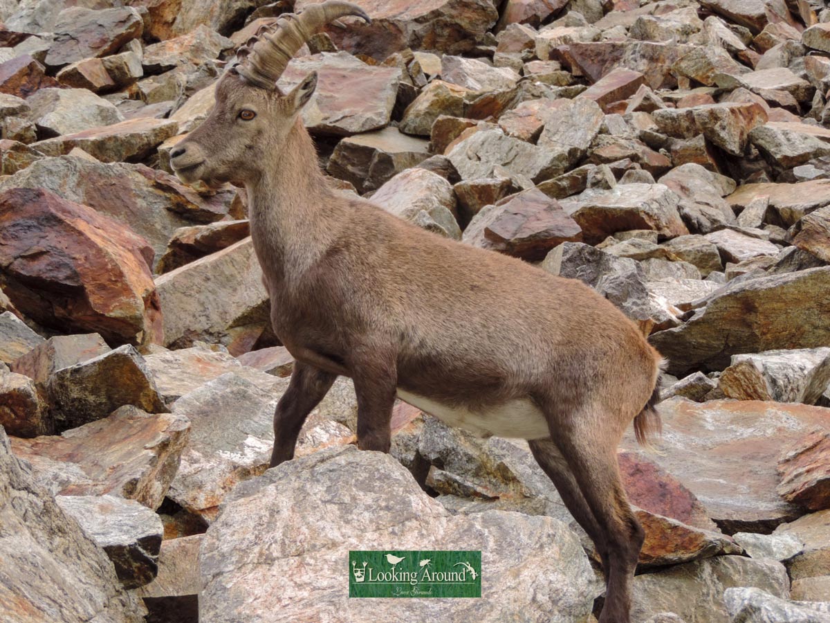 Wildlife mountain goat spotted hiking in France Kings Path trek