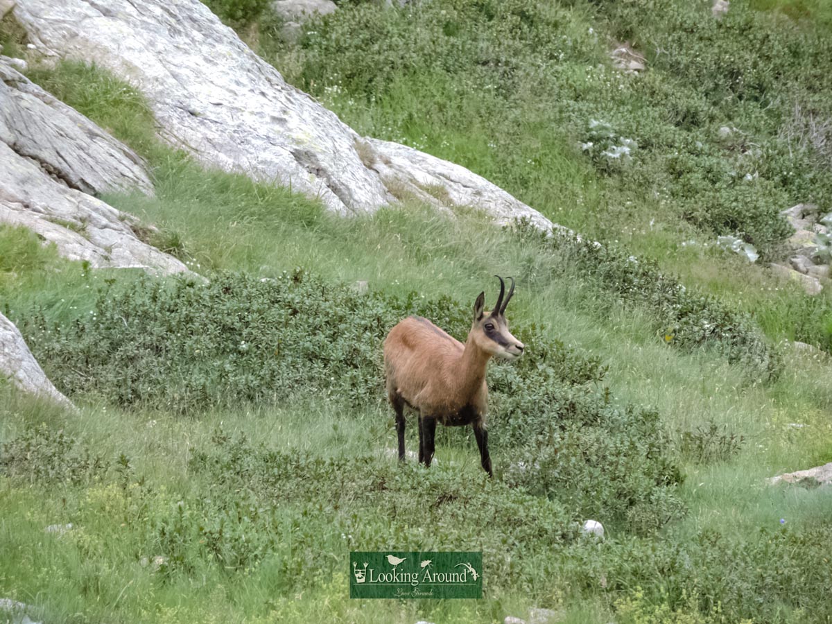 Young mountain goat deerseen trekking Kings Path France