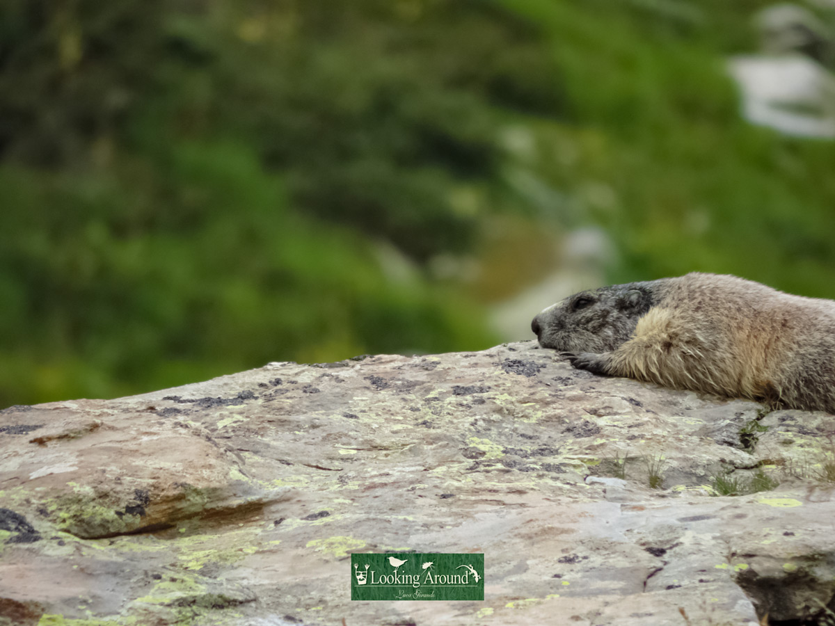 Wildlife marmot gopher spotted trekking Kings Path France