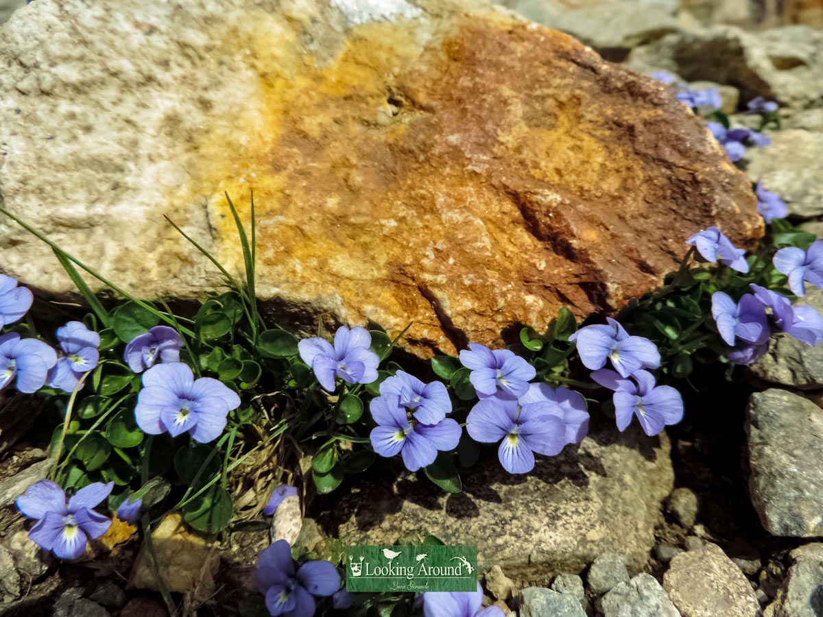 Beautiful wildflowers seen hiking Kings Path trek France