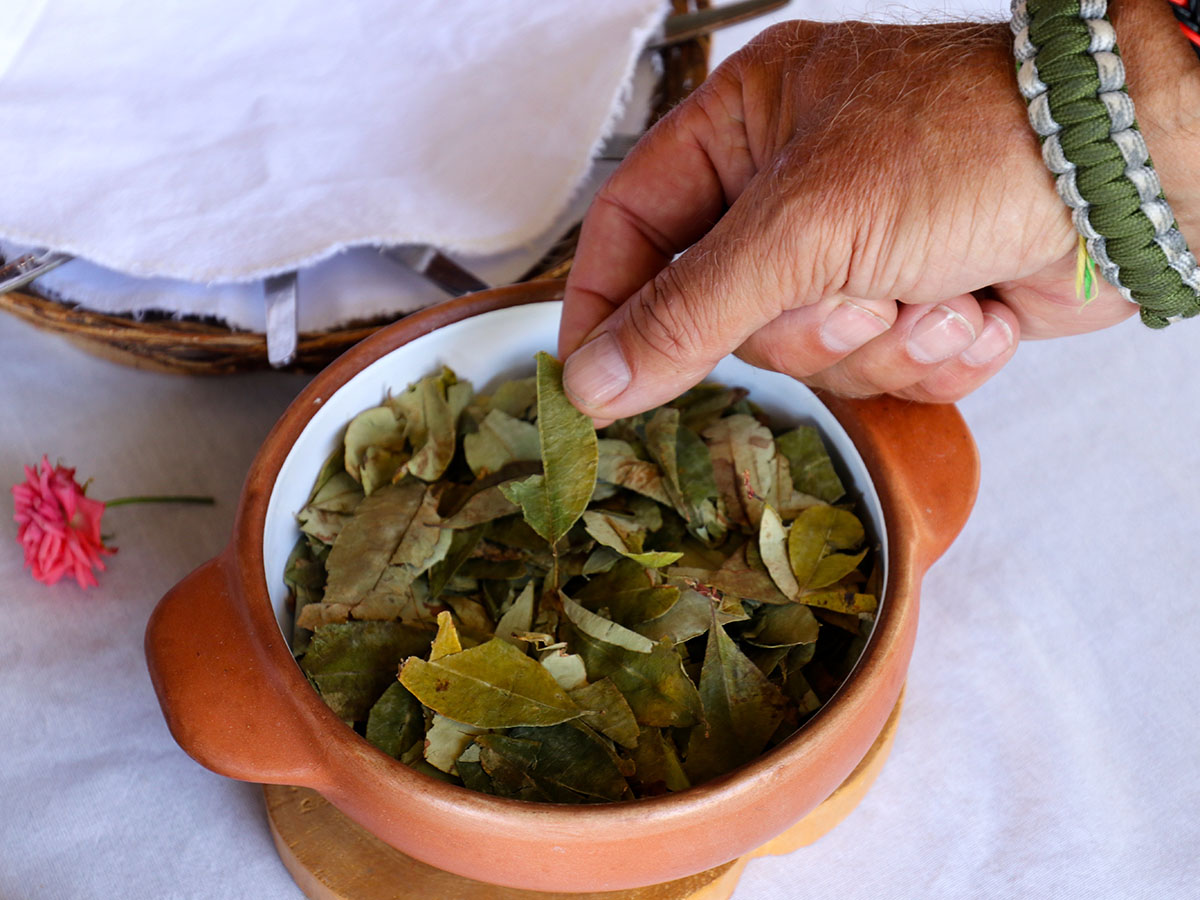 Coca leaves