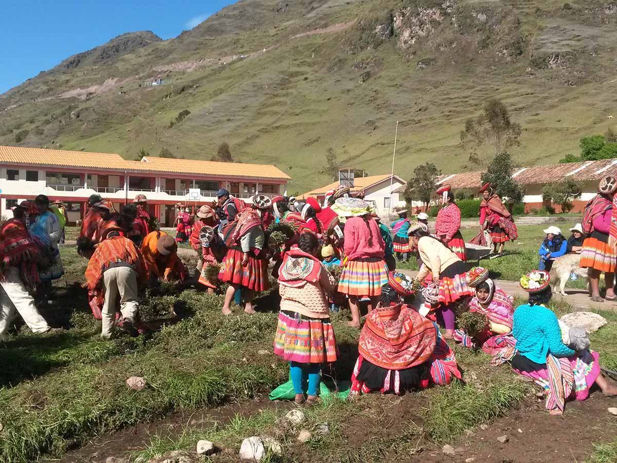 Trees Huacahuasi