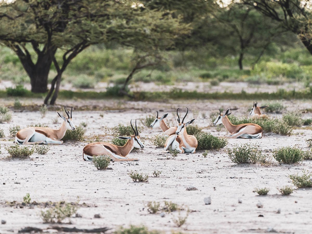 Antelopes resting on the sand