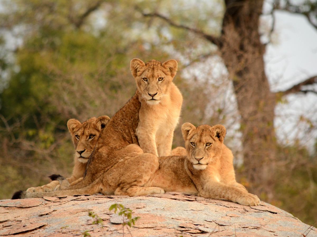 Three Lions in Southern Kruger South Africa