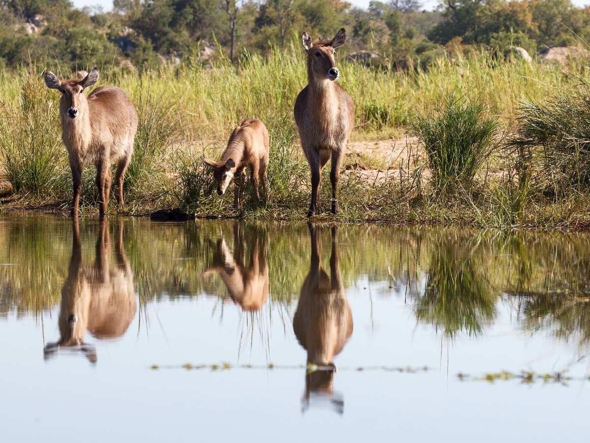 Kruger National Park in South Africa visited on Southern Africa Tour