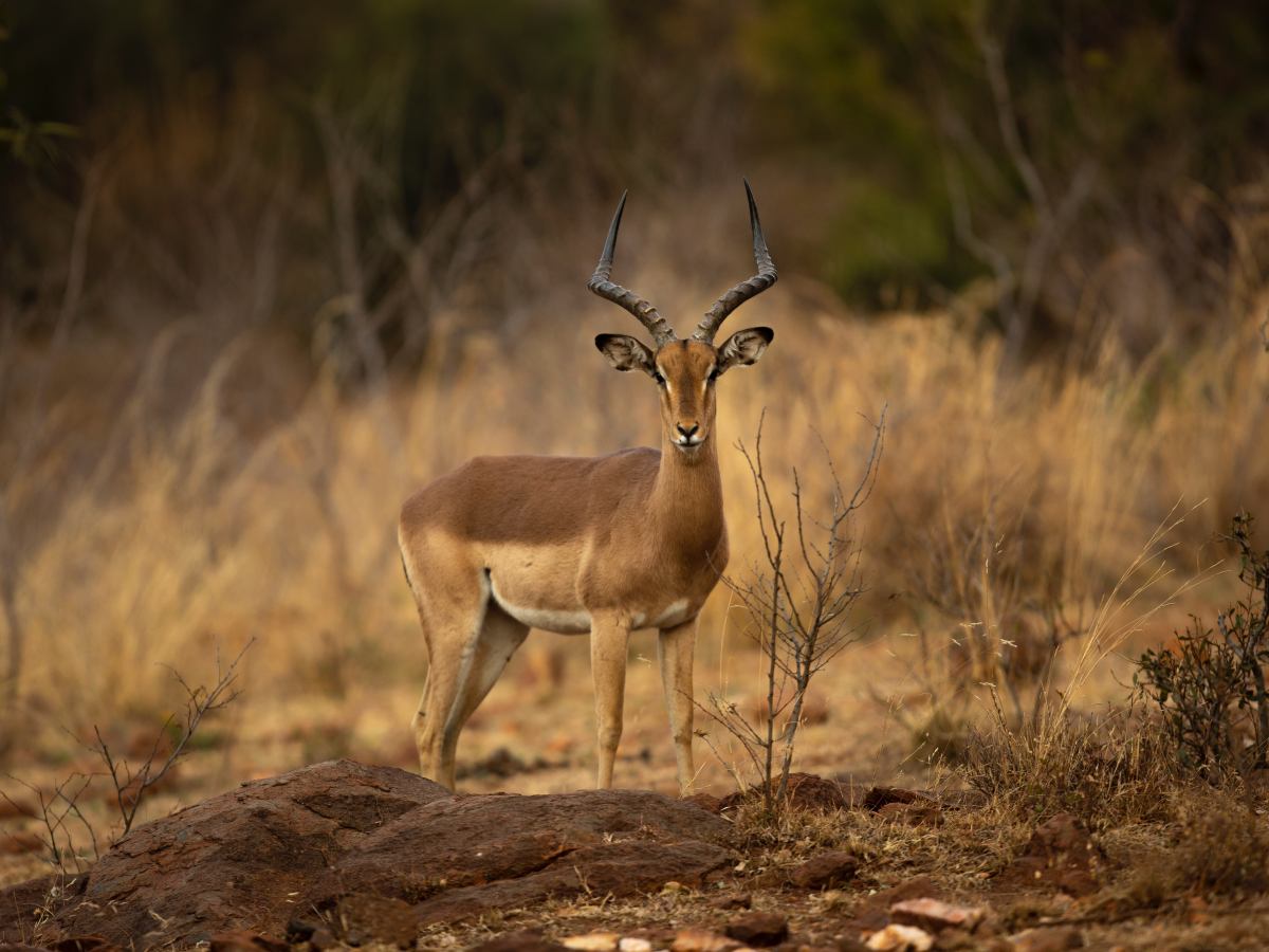 Lone Antelope met in Kruger NP South Africa