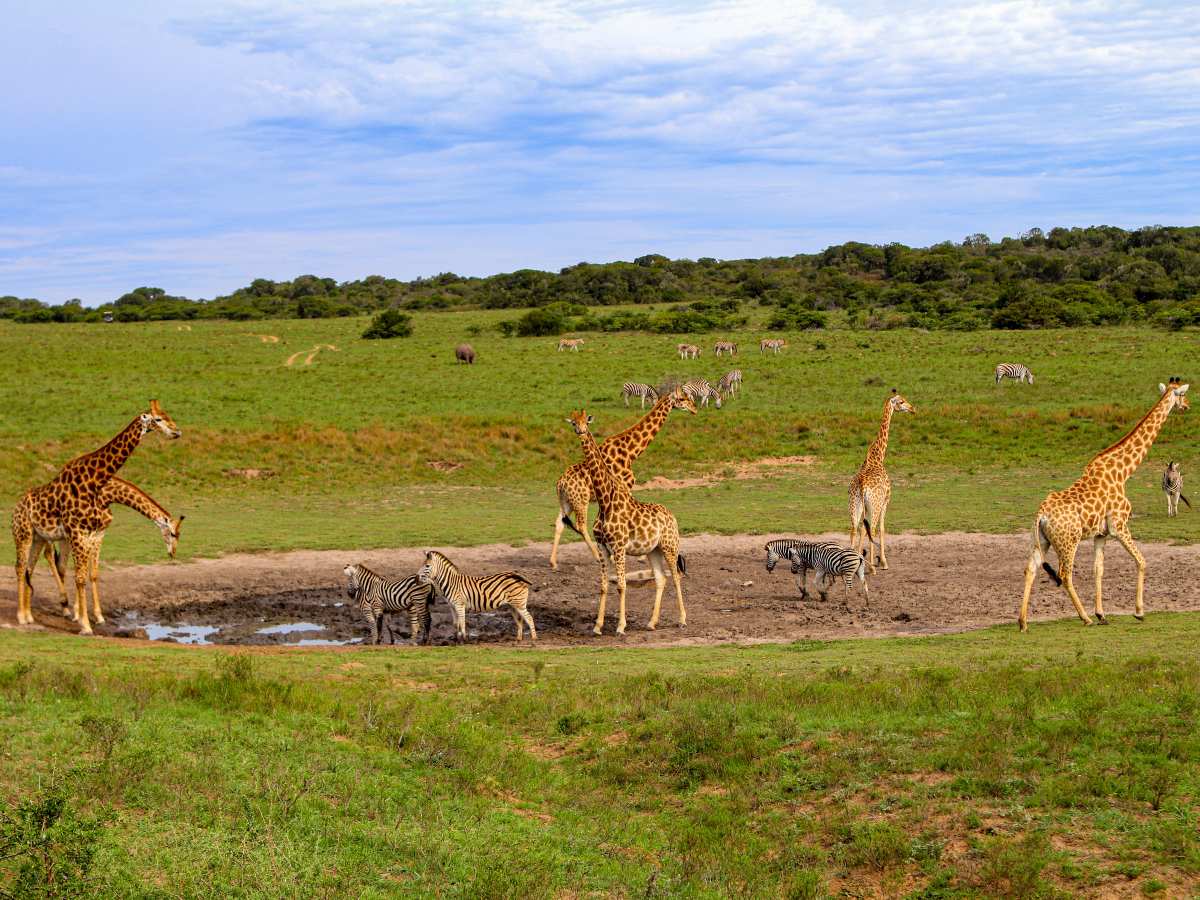 Group of zebras and giraffes roaming in Kruger National Park South Africa