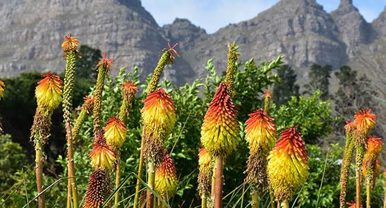 8-Day Western Cape Cycling Tour