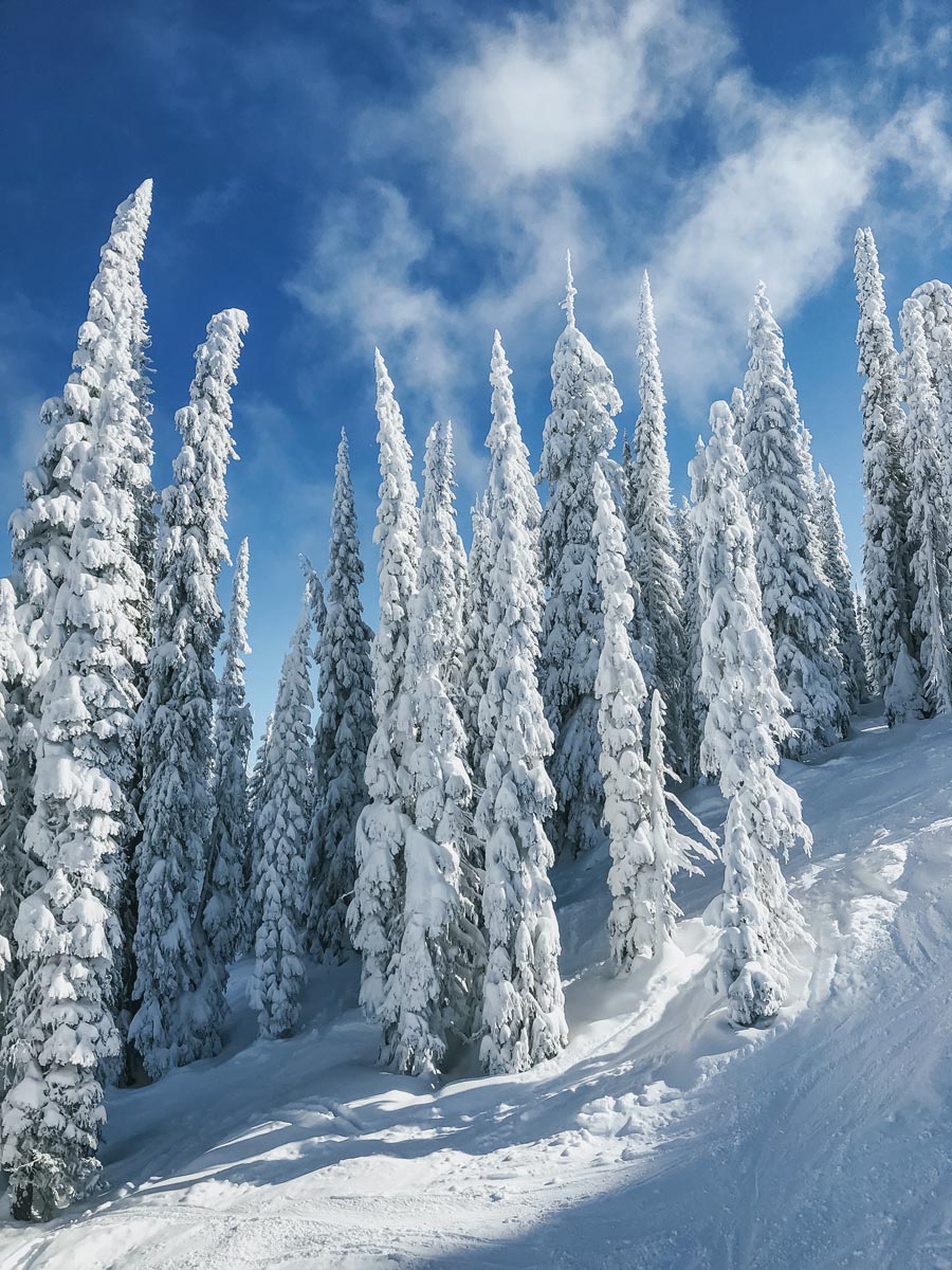 Snow on trees pillows steep slopes ski resort Powder highway BC Alberta Canada