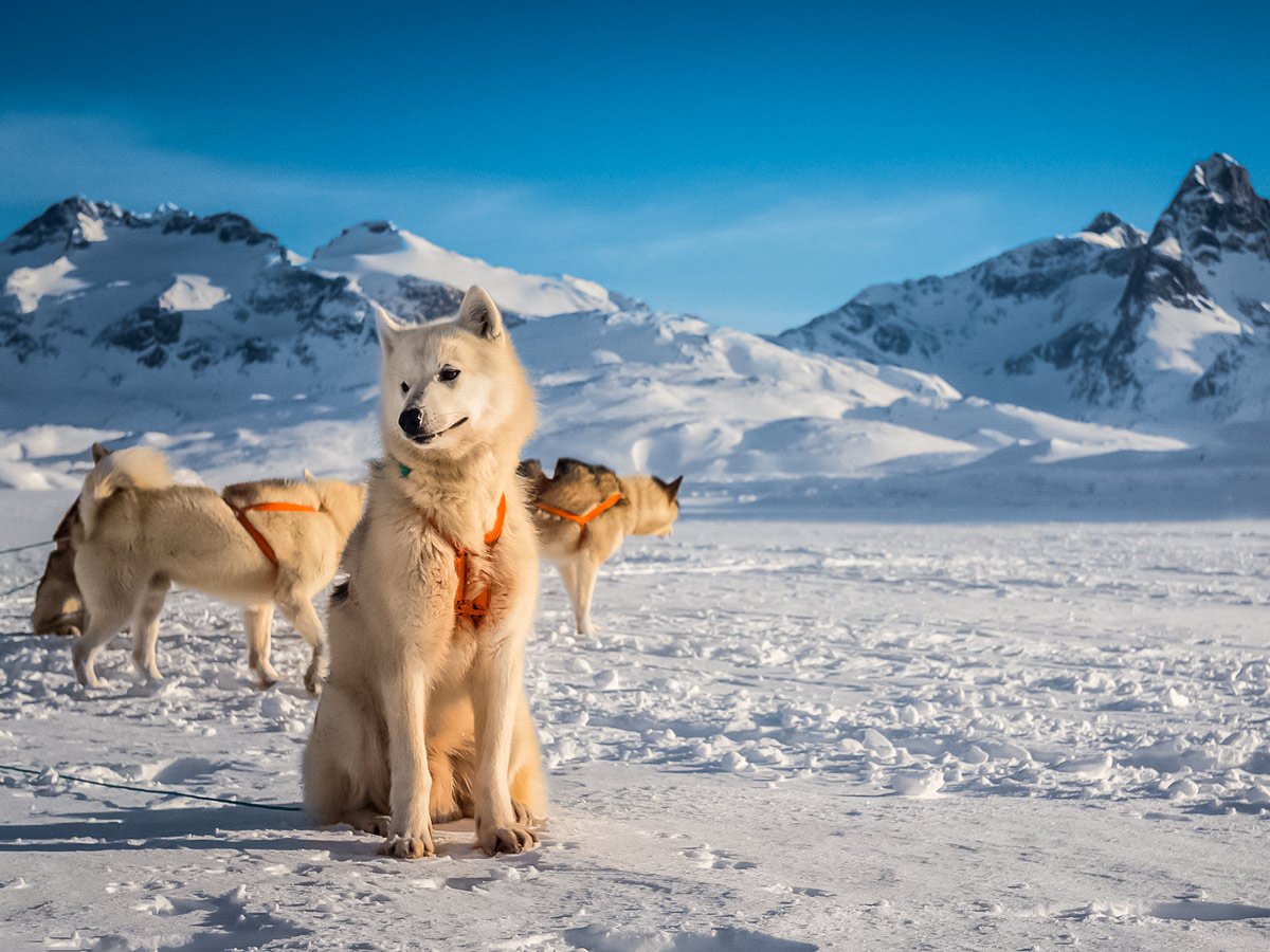 White husky sled dogs rest in the snow dogsledding tour Greenland