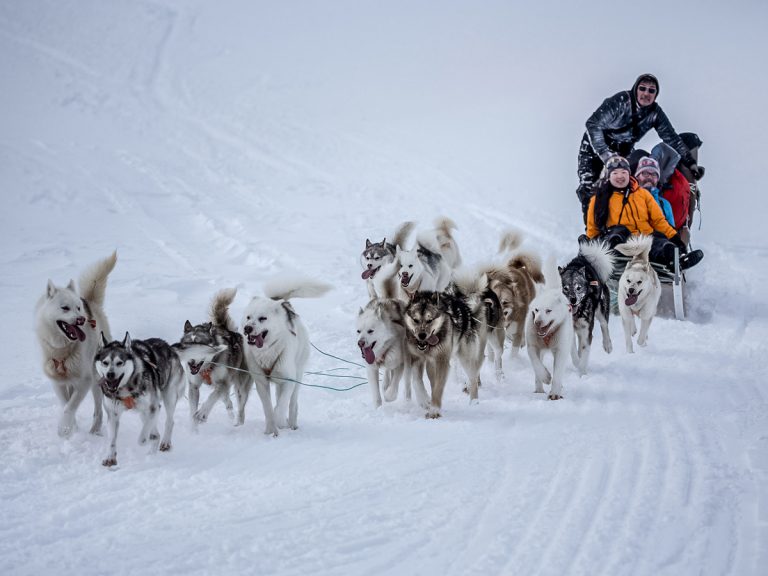 Dog Sledding in East Greenland Tour