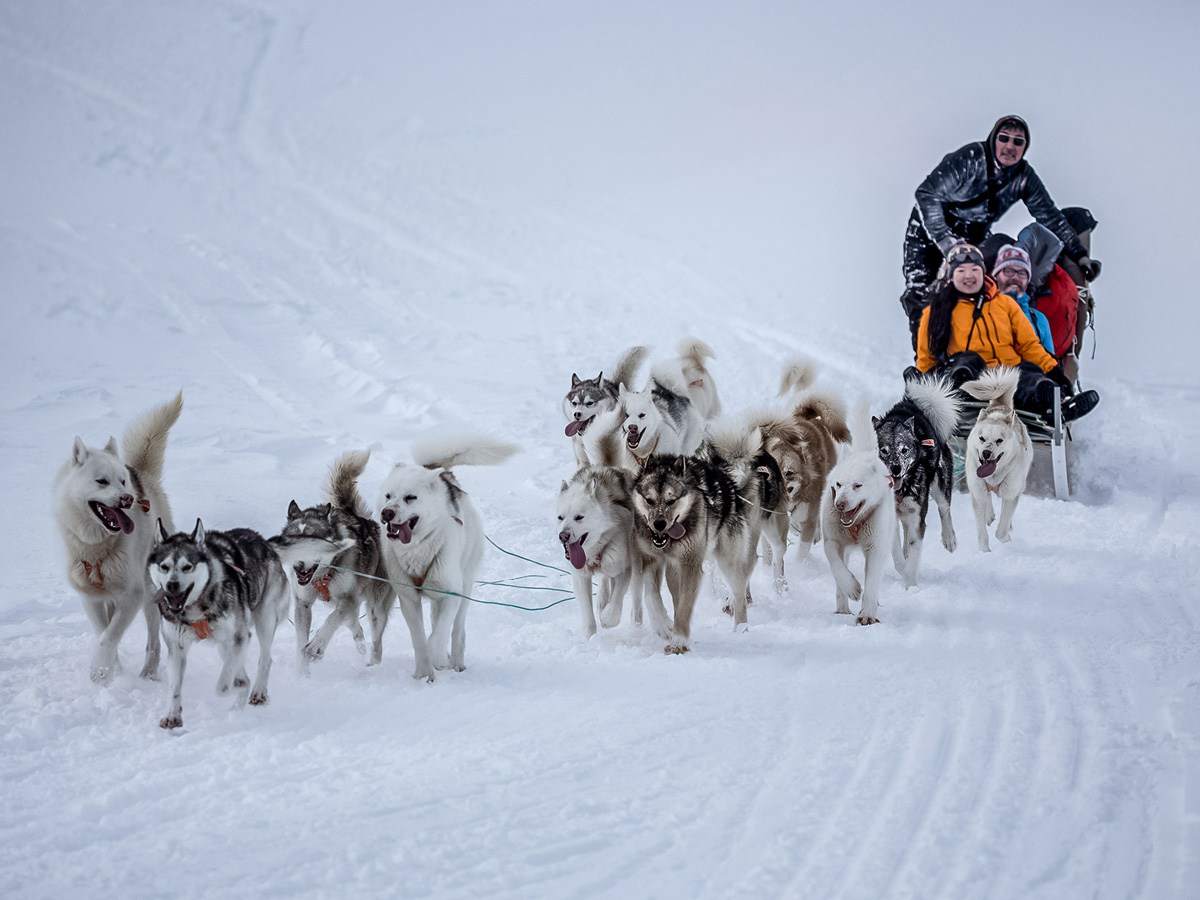 Dog Sledding tour across snow fields Greenland