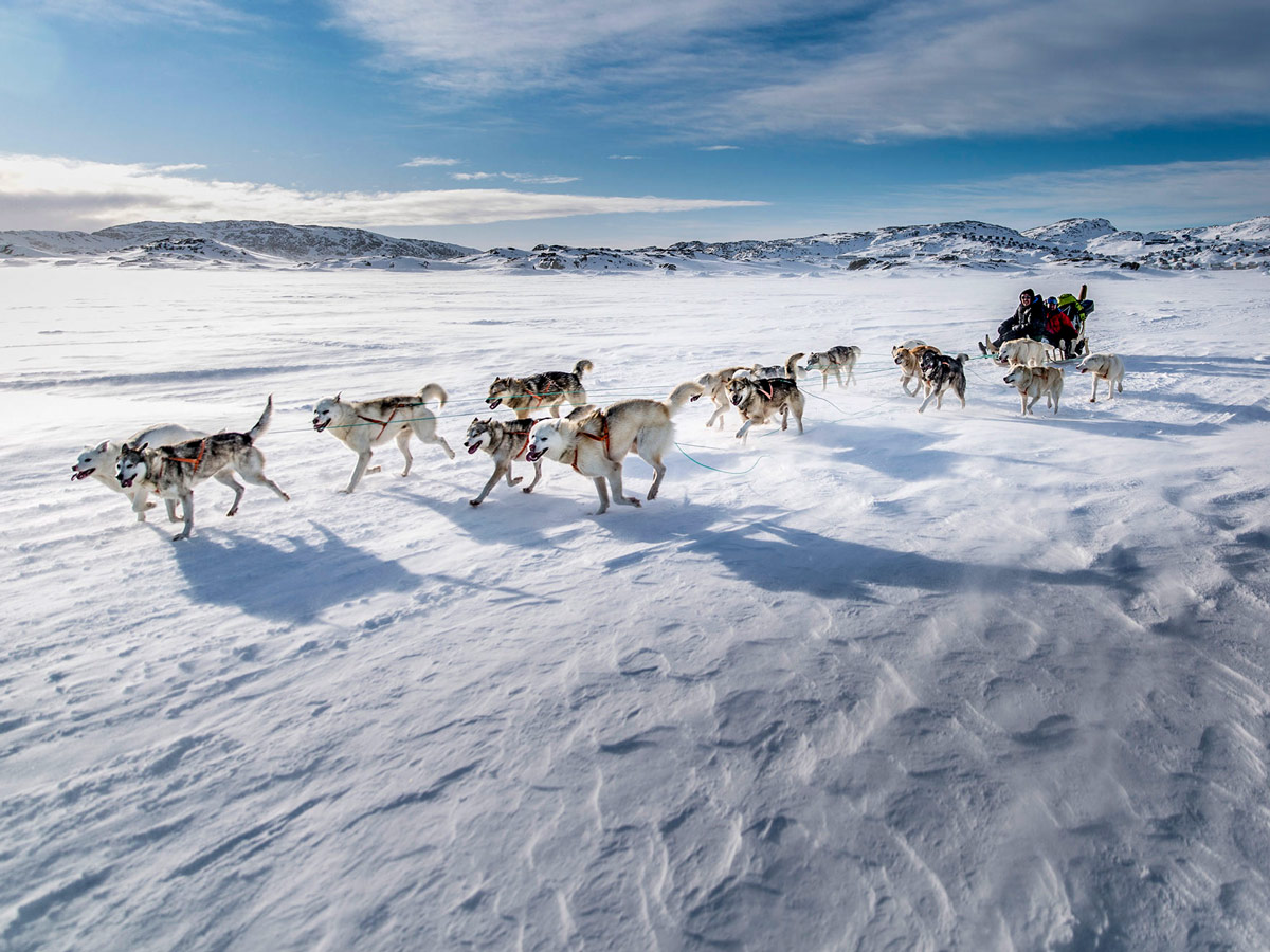 Sled dogs running aross frozen tundra Dog Sledding tour Greenland