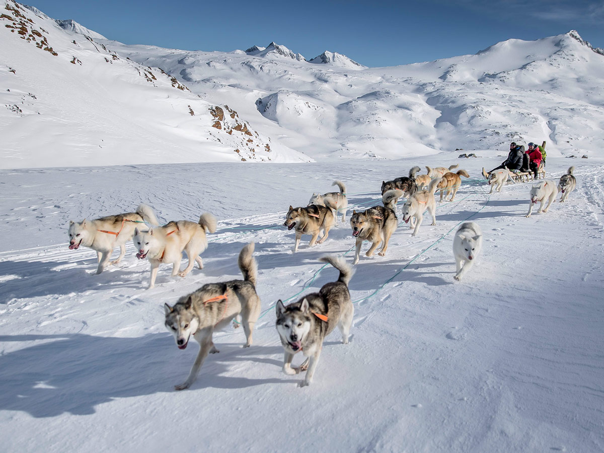 Huskies Dog Sledding adventure tour Greenland