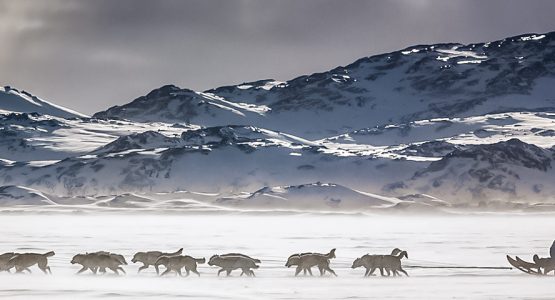 Dog Sledding in East Greenland Tour