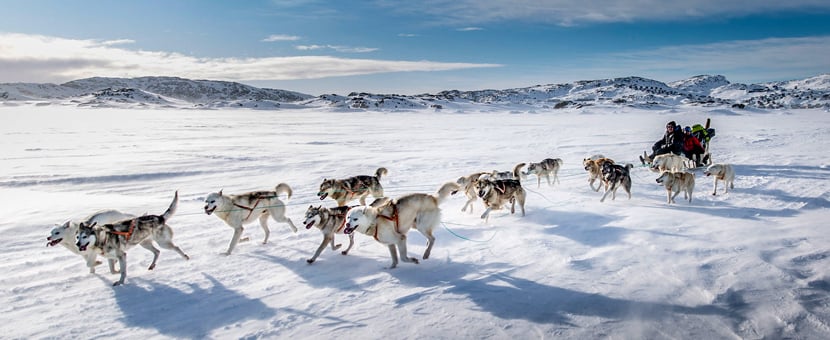 Dog Sledding in East Greenland Tour