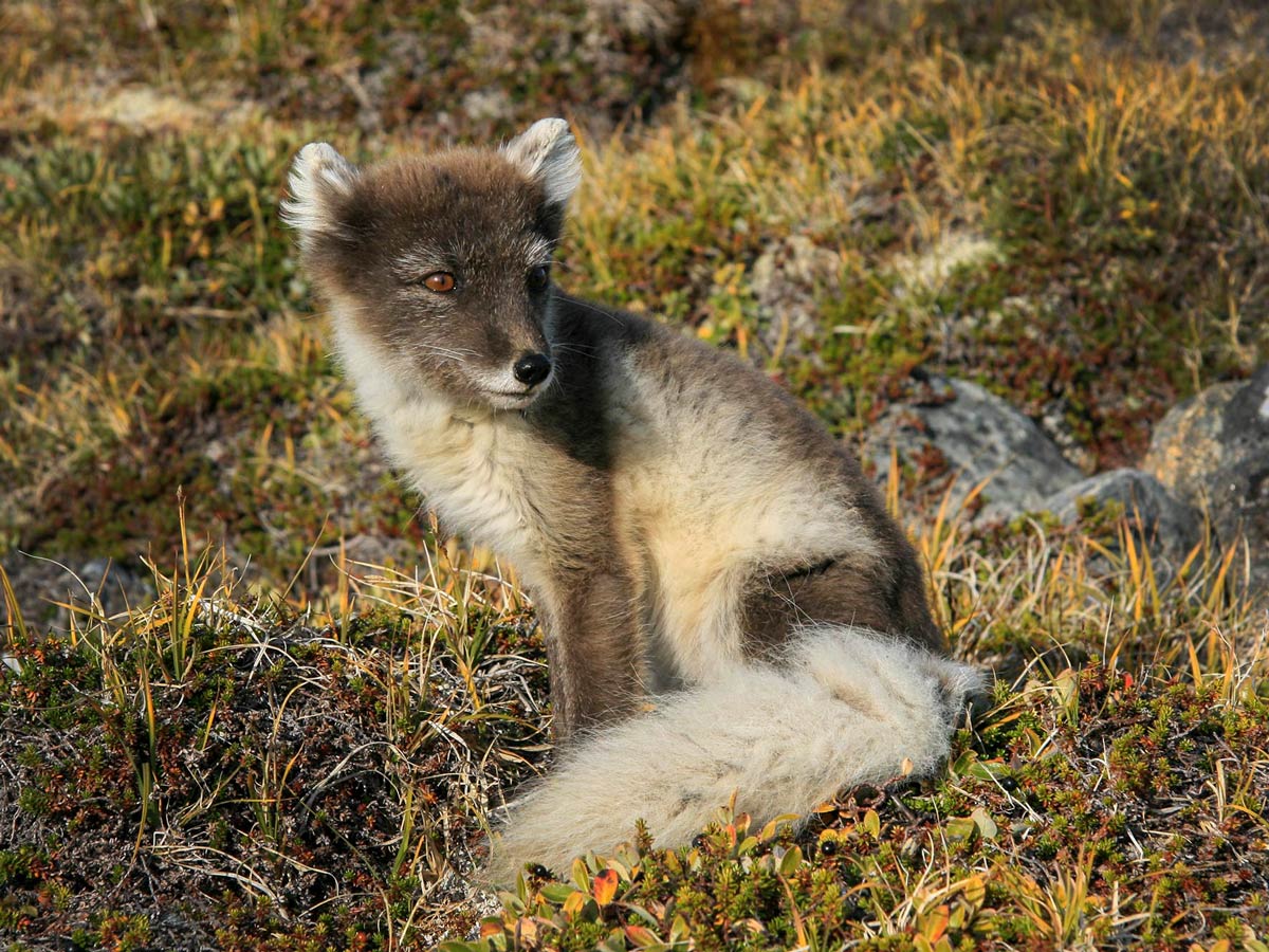 Greenland arctic wildlife spotted along adventure hiking tour