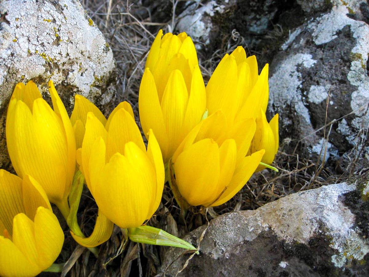 Beautiful yellow tulips along Golan hike Israel