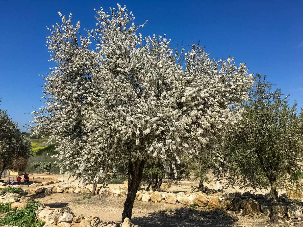 Flowering Almond Tree seen hiking Beit Guvrin to Jerusalem Israel