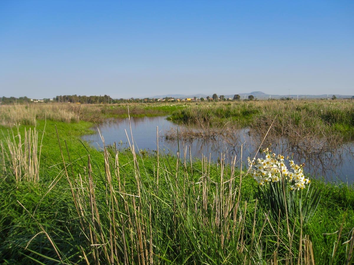 Nov marshland Golan 7-day hike Israel