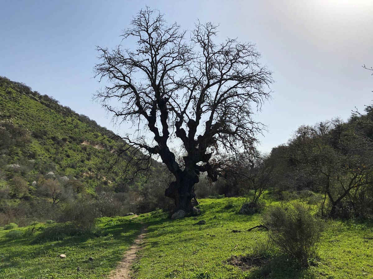 Wadi Meitzar 7-day Golan hike Israel