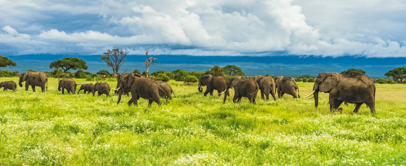 7-Day Mount Kilimanjaro on Lemosho Route