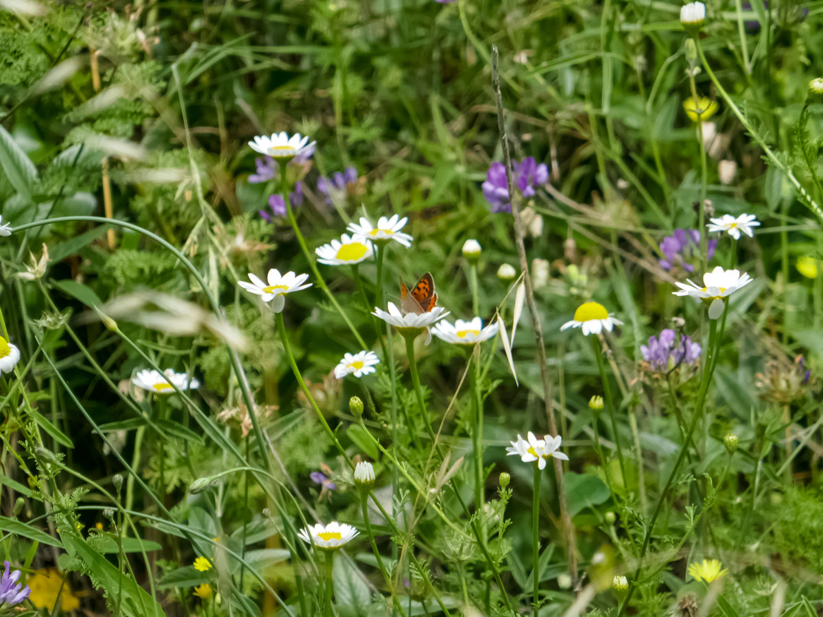 Wildlife butterfly in the wildflowers Maiori seen hiking Amalfi Coast Italy