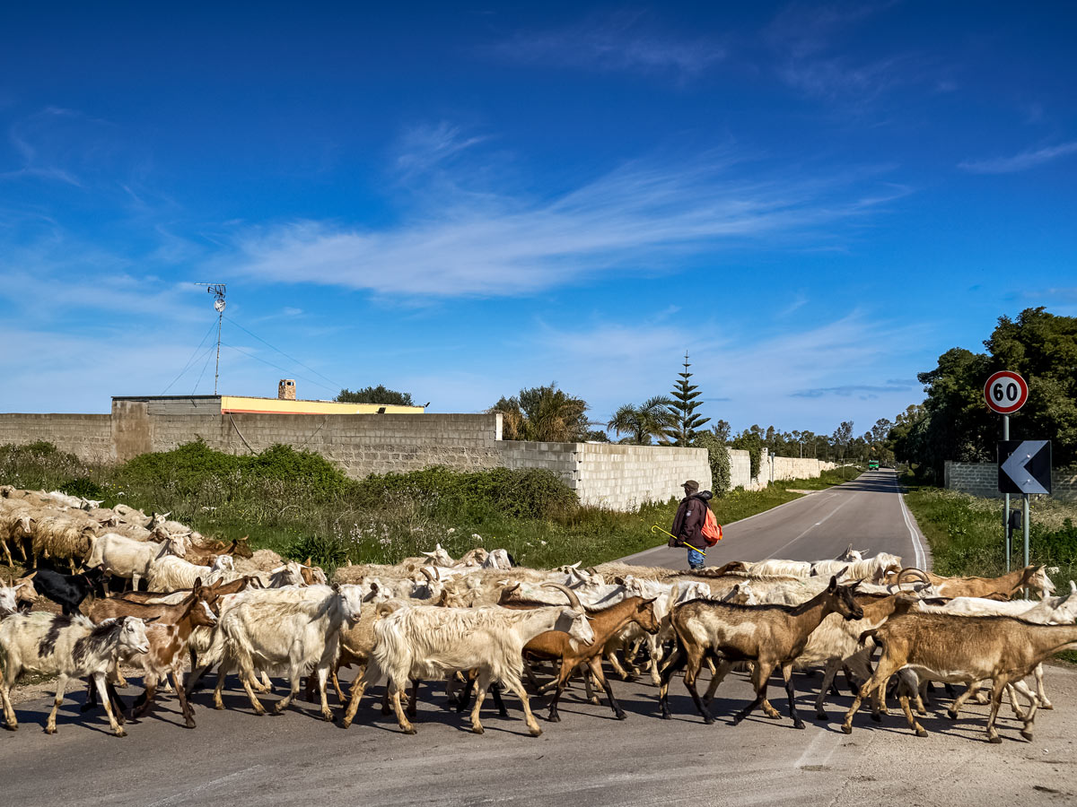 Herd of sheep crossing the road seen cycling Italy countryside
