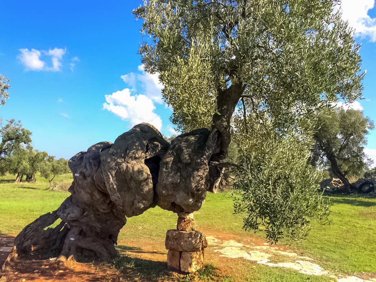 Olive trees Puglia Italy adventure tour in beautiful Italian country