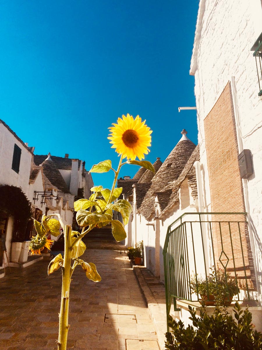 Alberobello Italy sunflower and hillside road