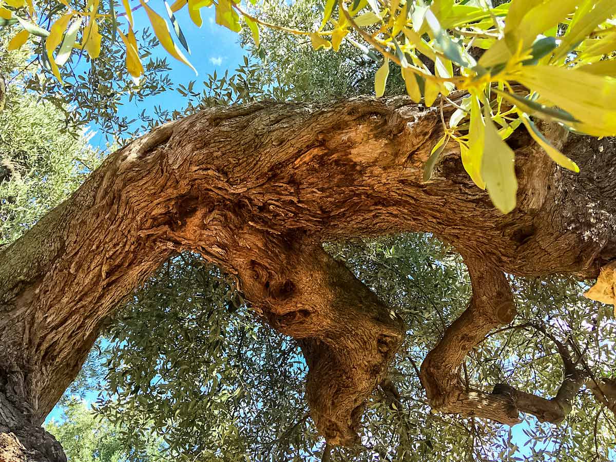 Puglia olive trees seen cycling Itria Valley Italy bike tour