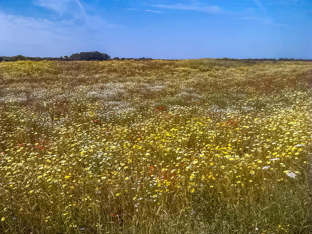 Campi wildflowers seen cycling Itria Valley Italy bike tour