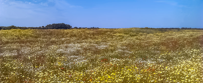 Itria Valley Cycling Tour