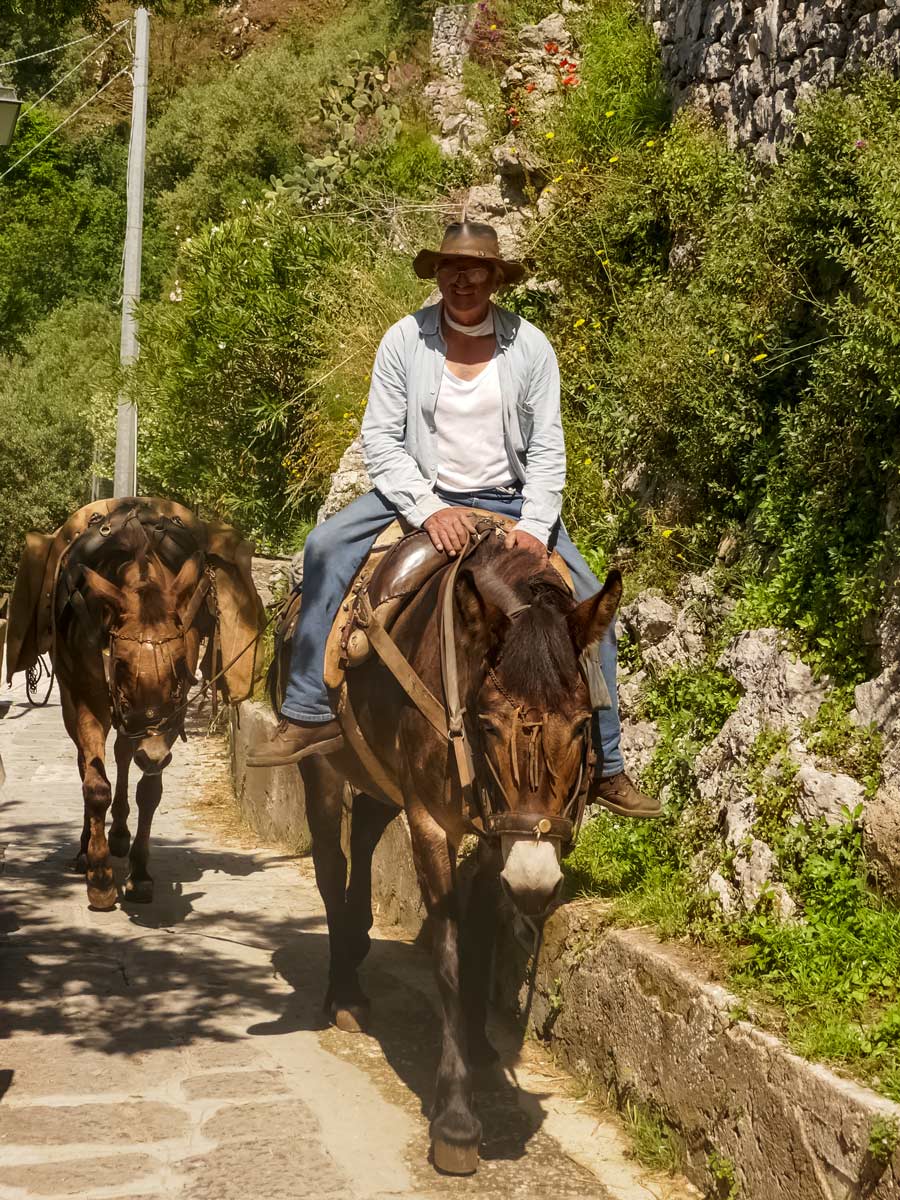 Donkeys riding along Amalfi coast Italy