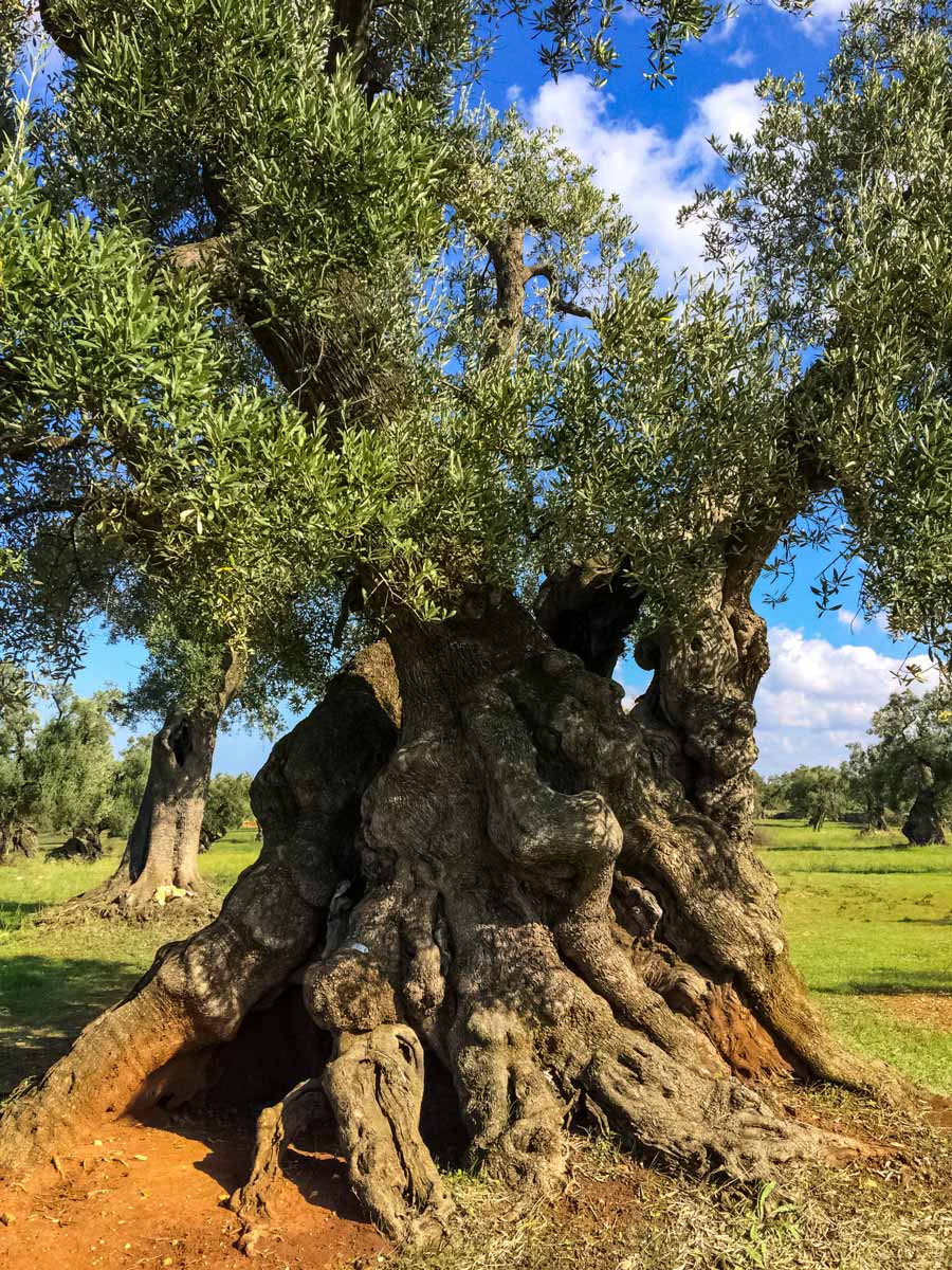 Centuries old olive tree along walking tour in Puglia Italy