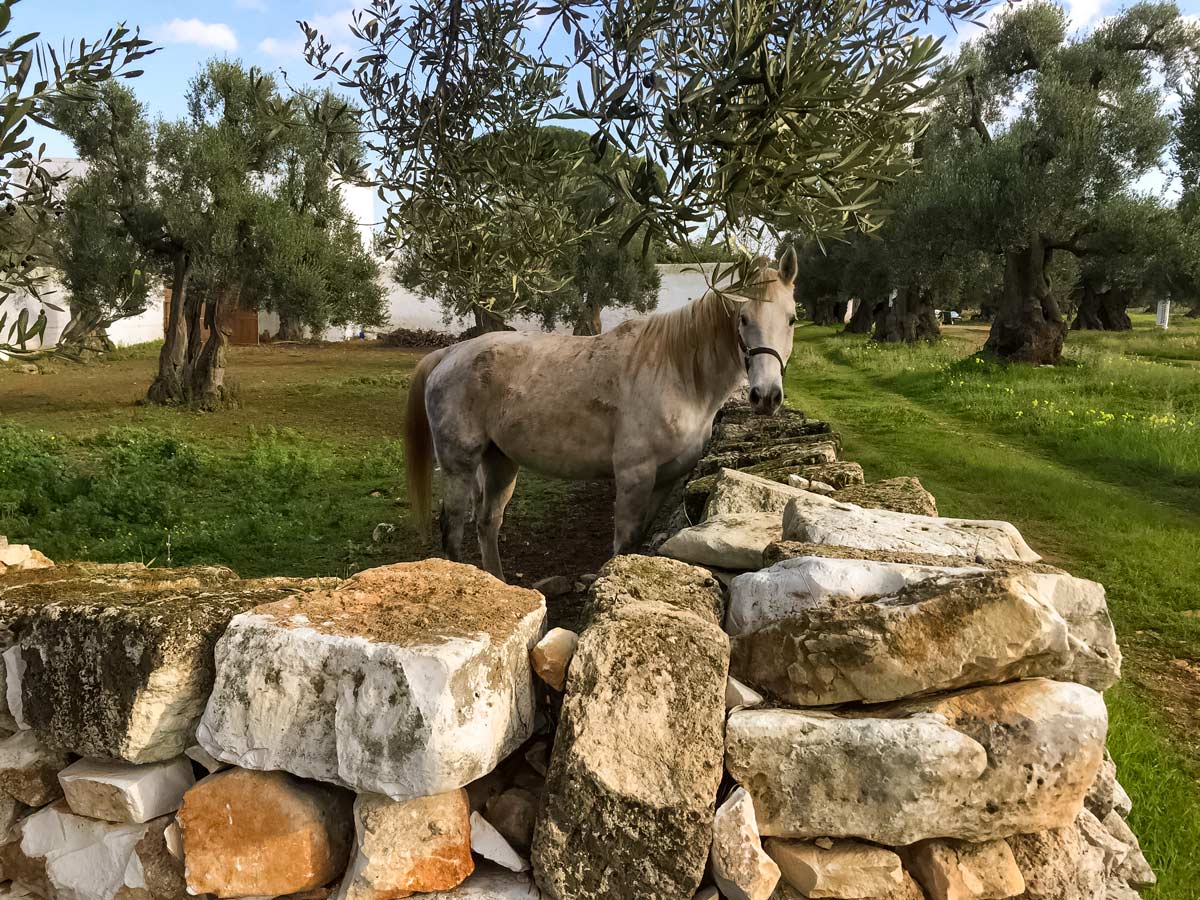 Countryside horse itria valley along walking tour in Puglia Italy