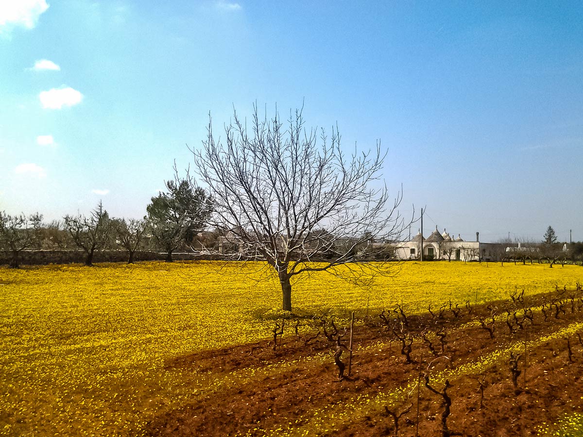 Tree in yellow fields along walking tour in Puglia Italy