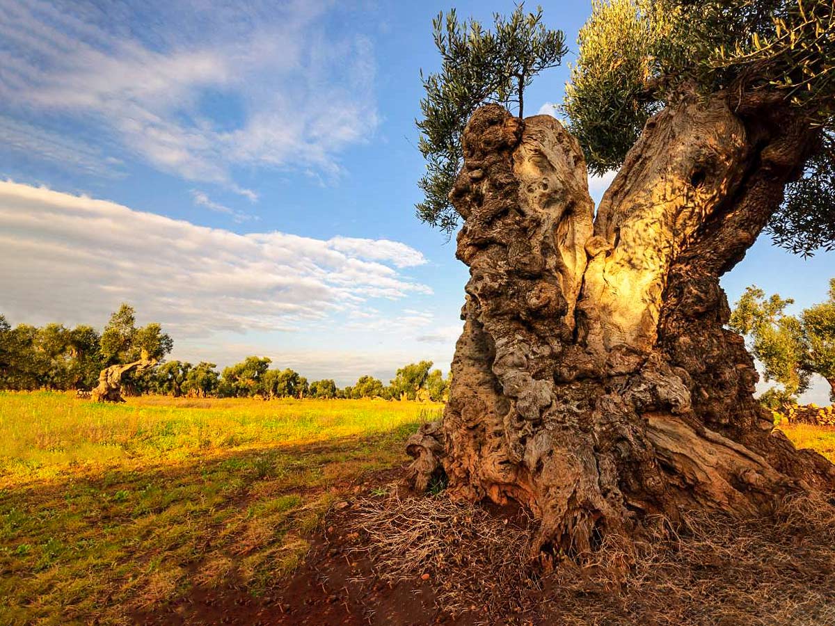 Ancient olive tree Puglia seen along snorkelling tour Italy