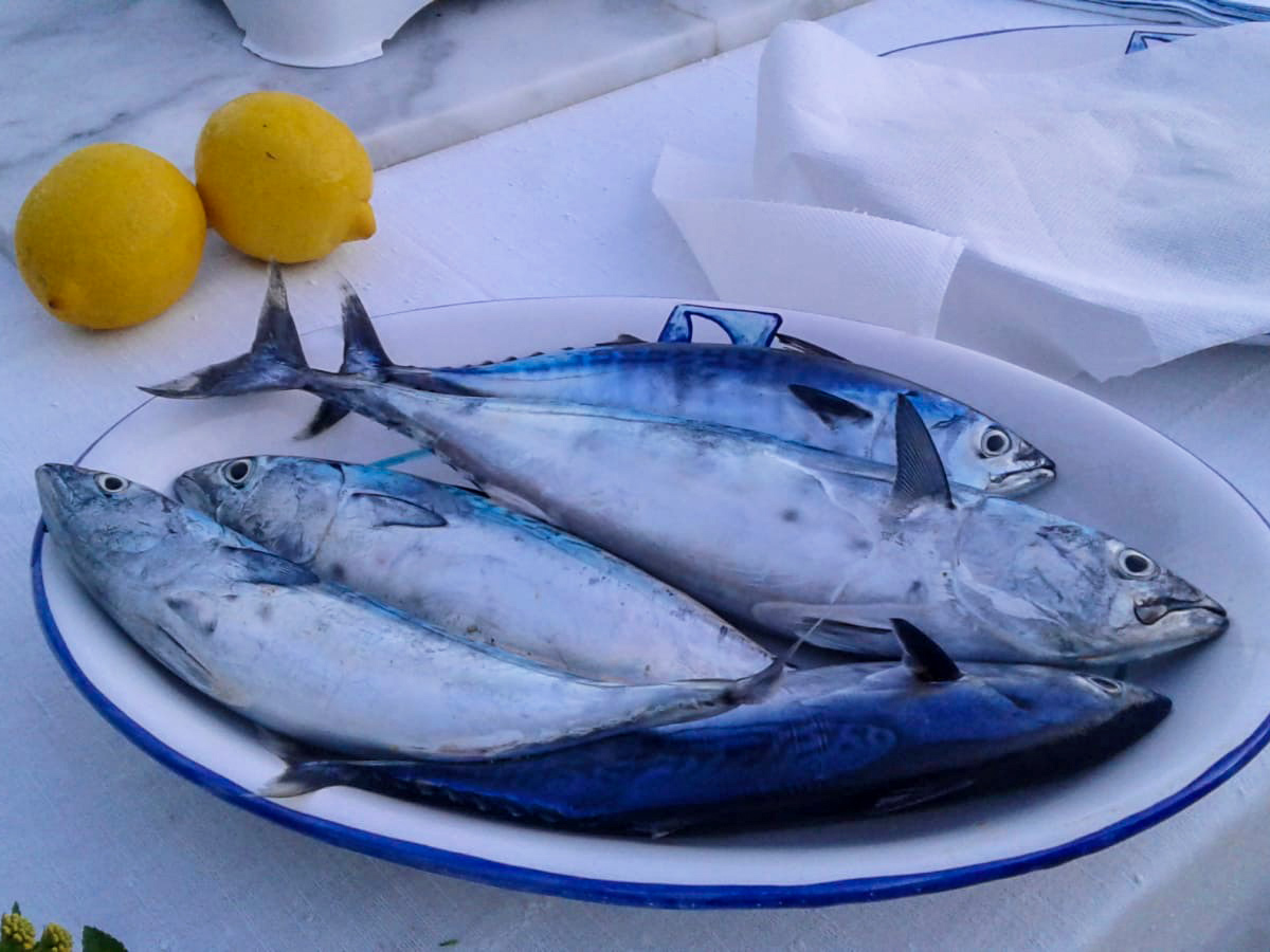 Mediterranean fish Italian food tasting Palermo Italy