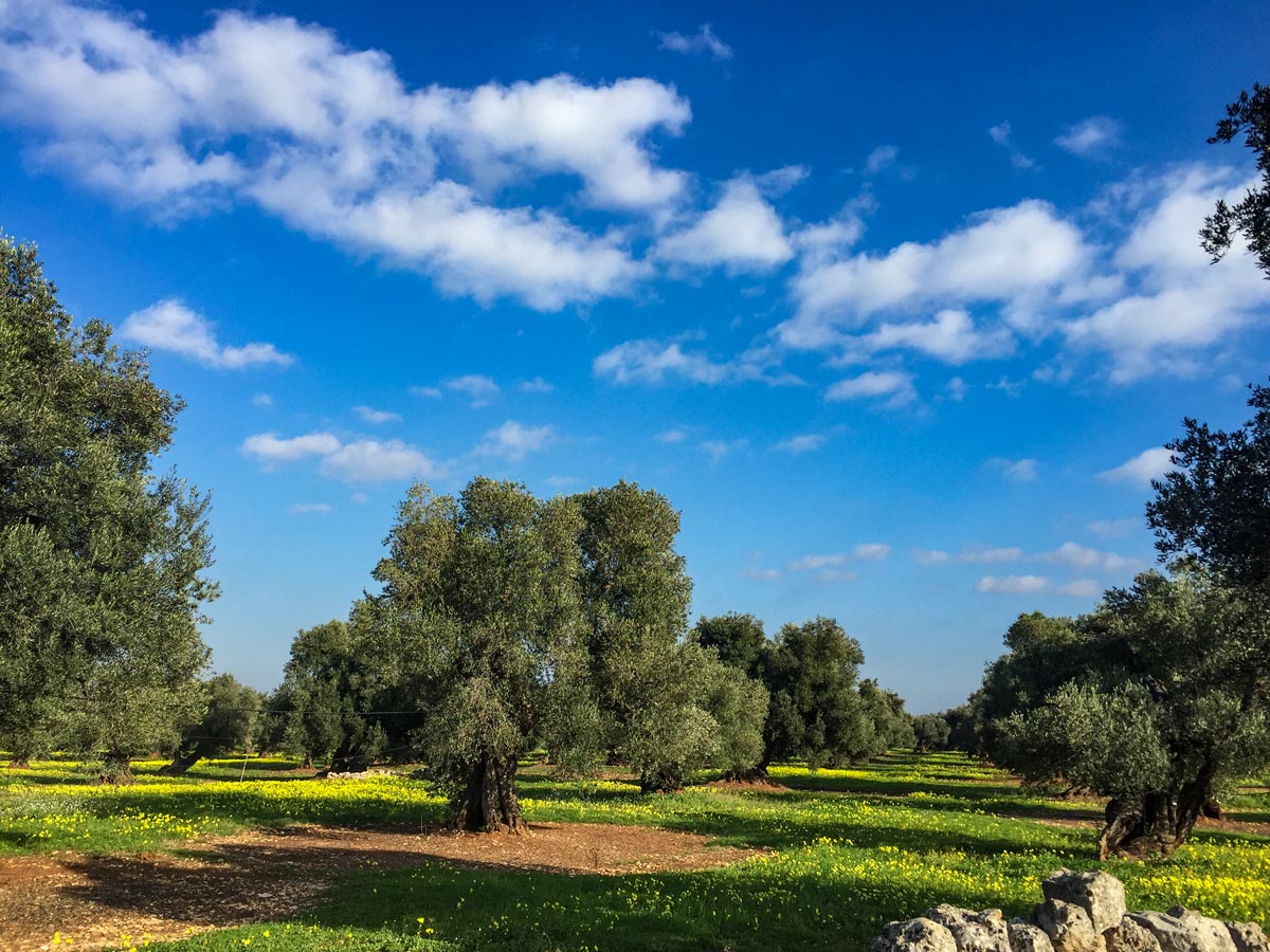 Olive trees grove Italian food tasting and bike tour Palermo Italy