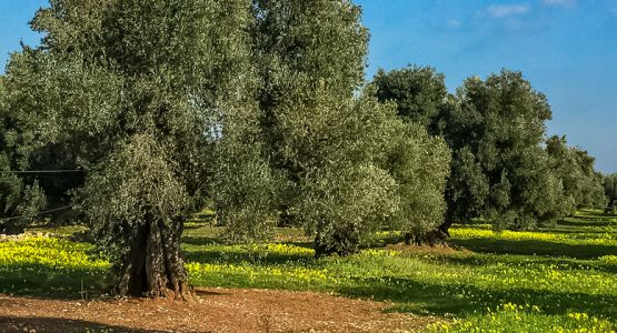 Tasting Palermo By Bike