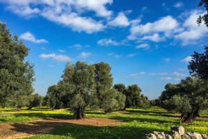 Tasting Palermo By Bike